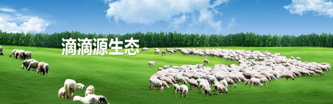 喜洋洋：匠心羊奶粉，守护每个家庭的营养健康！